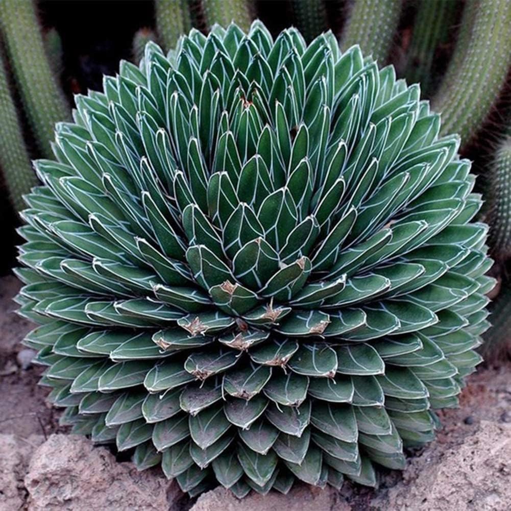 Semi Di Aloe Vera Selvatica – 220 Pezzi, Pianta Perenne Resistente Per Balcone E Giardino