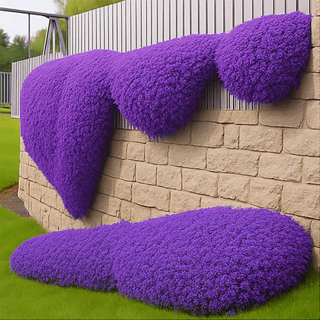 Zxzhyiyao Violet 3000Pcs Creeping Thyme Seeds, Flower Seeds Ground Cover Carpet, Creeping Thyme Perennial Flowering Garden
