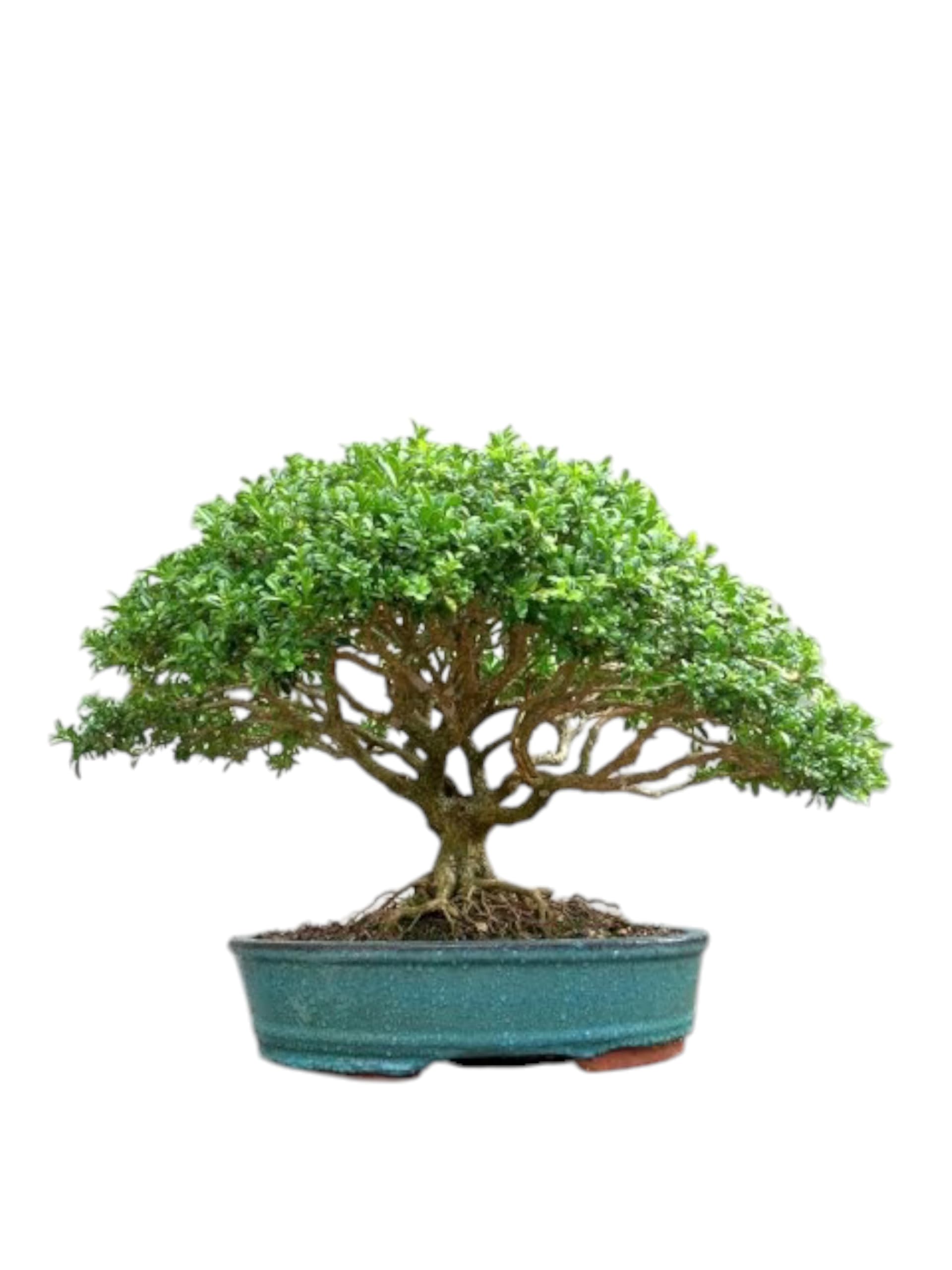 Bonsai plants for home indoor live banyan tree, Kamini bonsai Plant for Garden Indoor (Pack of 1 With pot)-image-49