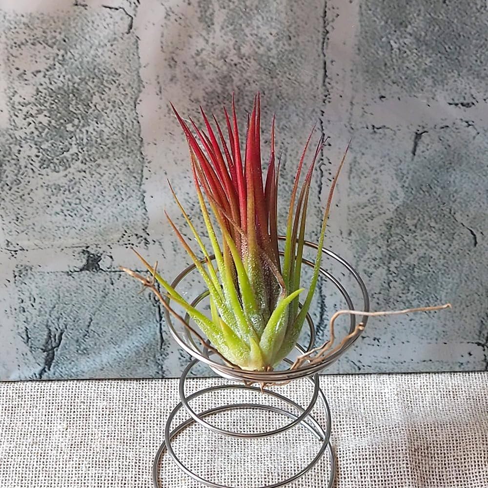 ブロメリア・エアープランツ Tillandsia Icy Elf チランジア・アイシーエルフ Tillandsia Icy Elf ティランジア