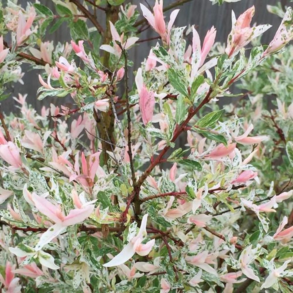 Bedwen Salix 'Hakuro-nishiki' 9cm Plant – Pink & White Flamingo Willow Variegated Shrub for Pots, Small Gardens & Spring Colour