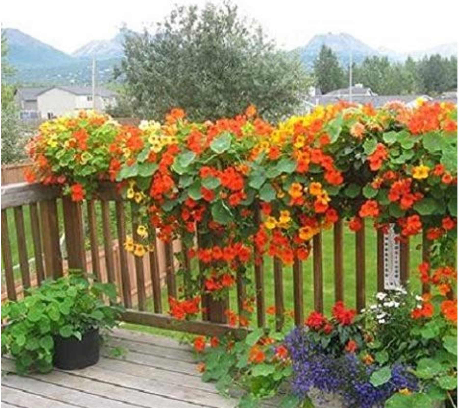SRI SAI FORESTRY Nasturtium Flower Seeds | Nasturtium Seeds, Tall Single Blend (Tropaeolum Majus) - Pack of 50 (B0BFRWX5DL) Amazon Price History, Amazon Price Tracker