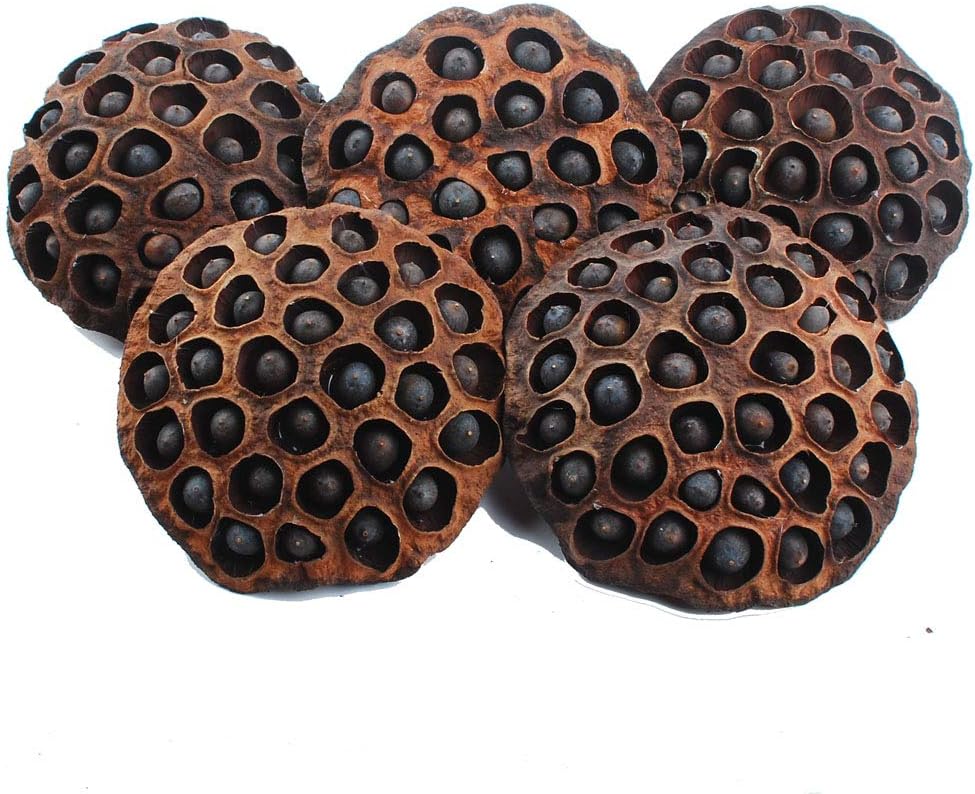 NWFashion 5PCS Decorative Vase Filter Dry Artificial Lotus Pods with Seeds for Indoor Outdoor (11-13CM)