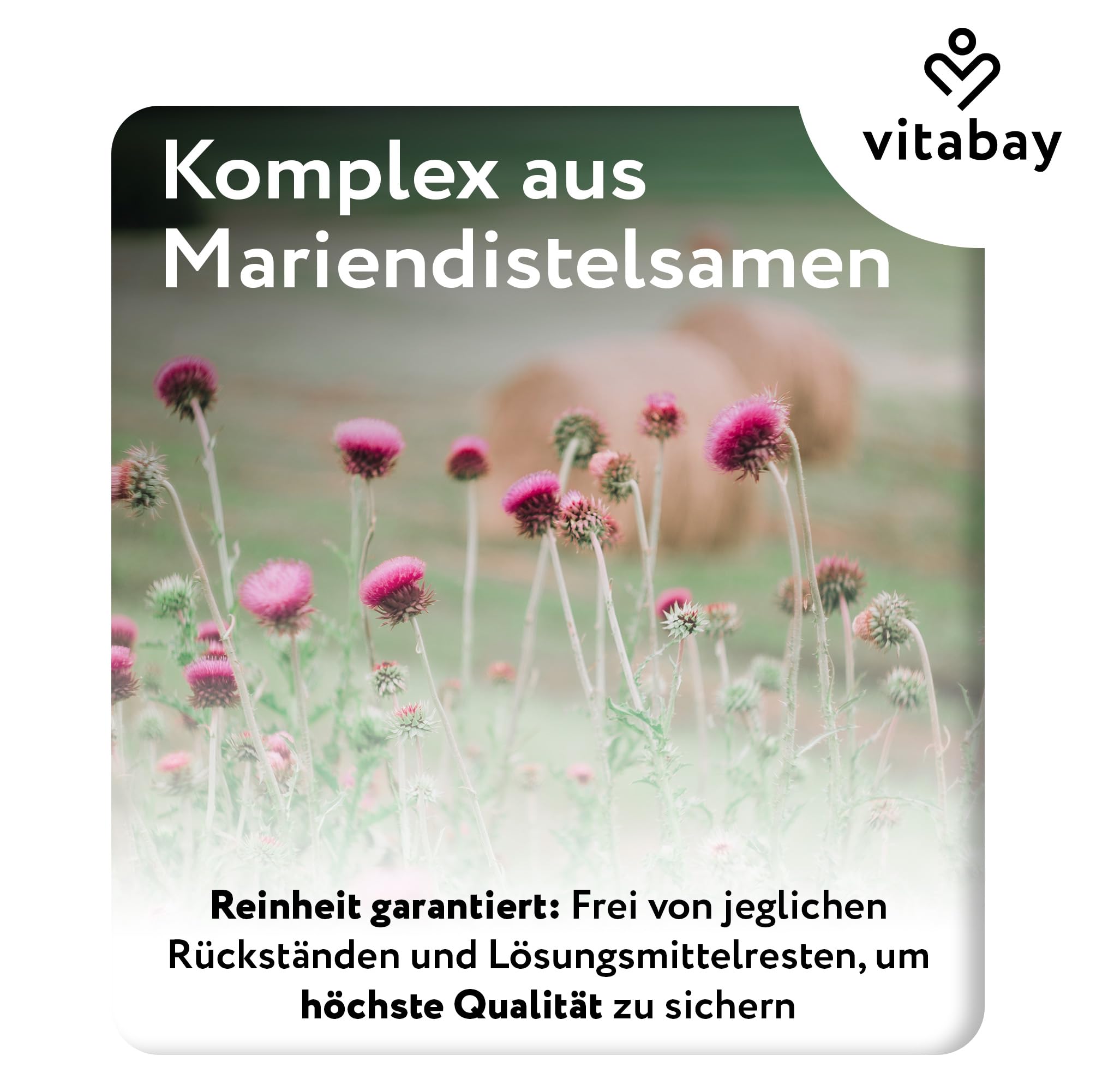 Vitabay Mariendistel Extrakt – 500 mg, 270 vegane Kapseln