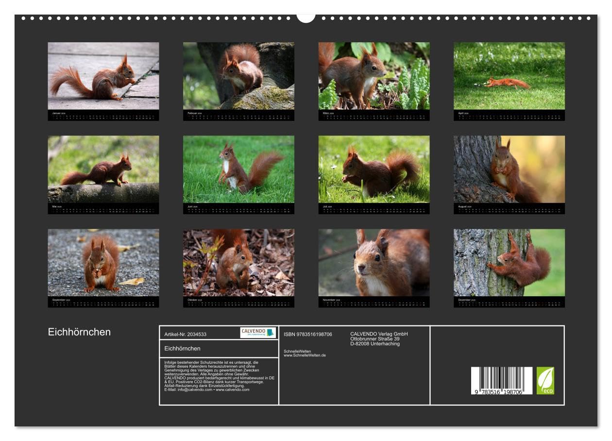 Eichhörnchen (hochwertiger Premium Wandkalender 2026 DIN A2 quer), Kunstdruck in Hochglanz: Gattung der Hörnchen-Familie (CALVENDO Tiere)