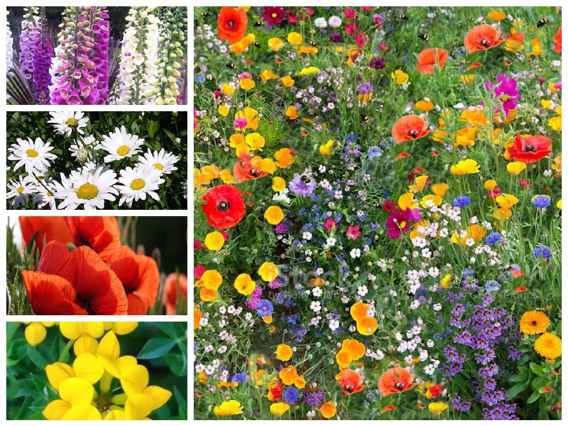 Native Wild Flower Mix Pure Wild Flower no Grass (250 Square metres 500g)