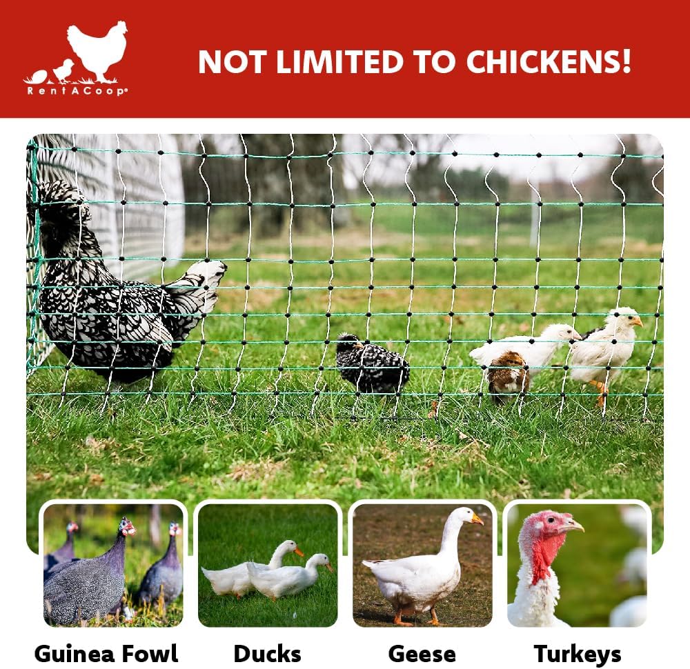 RentACoop Poultry Netting Electric Fence - Electric Poultry Enclosure for Chickens, Ducks, Turkeys - Suitable for 4 Week Old Chickens/Older and Adult Poultry - Energizer Not Included - 168' L x 48 H