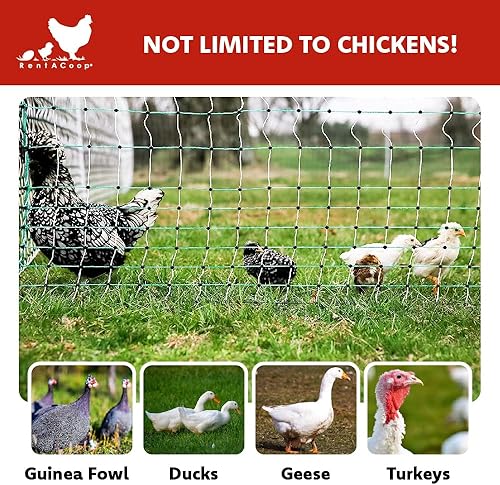 Miniatura 6 de RentACoop Valla eléctrica de red para aves de corral, recinto eléctrico para aves de corral para pollos, patos, pavos - Adecuado para pollos de 4