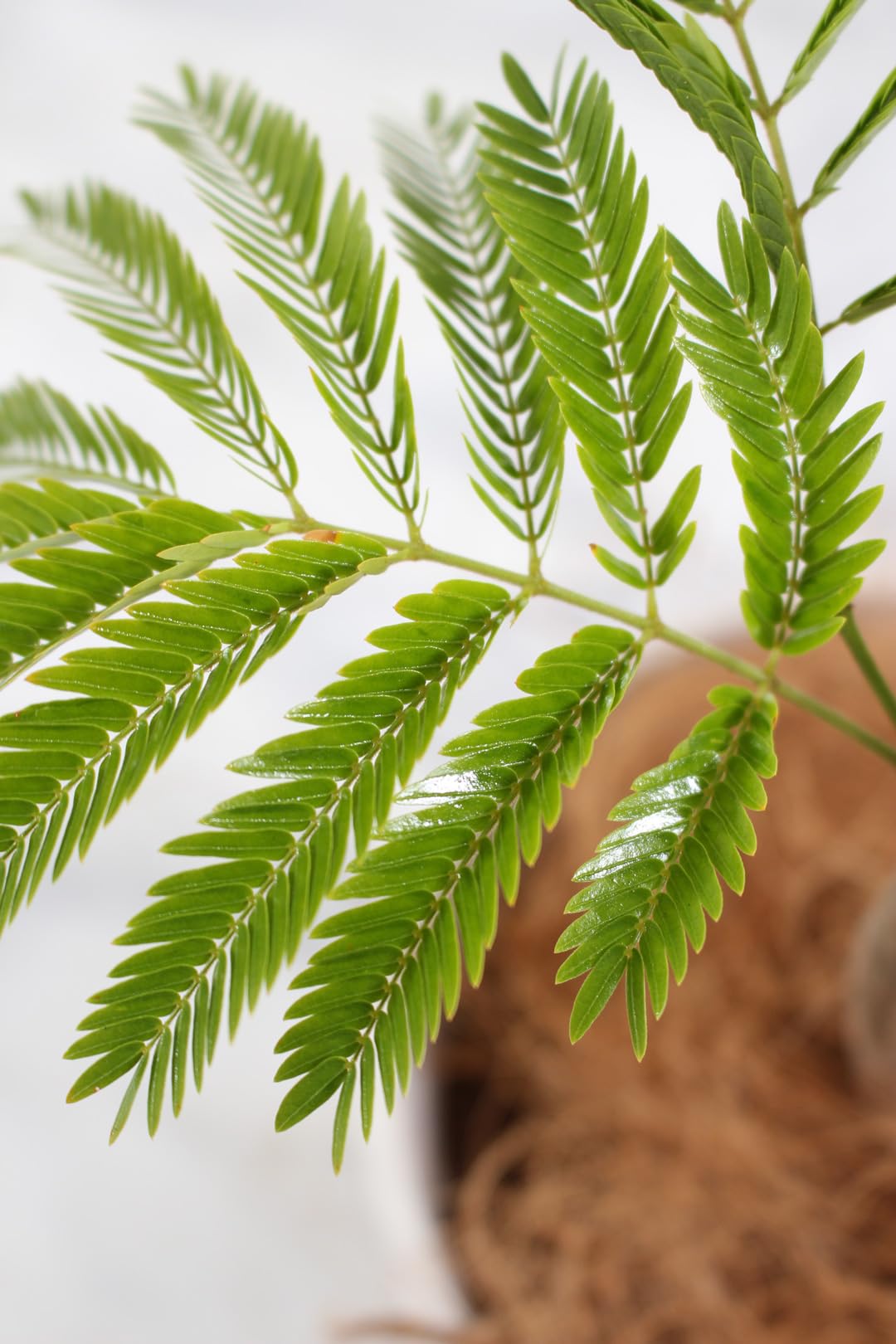 Amazon｜エバーフレッシュ 8号 受け皿付 【観葉植物 本物 アカサヤ