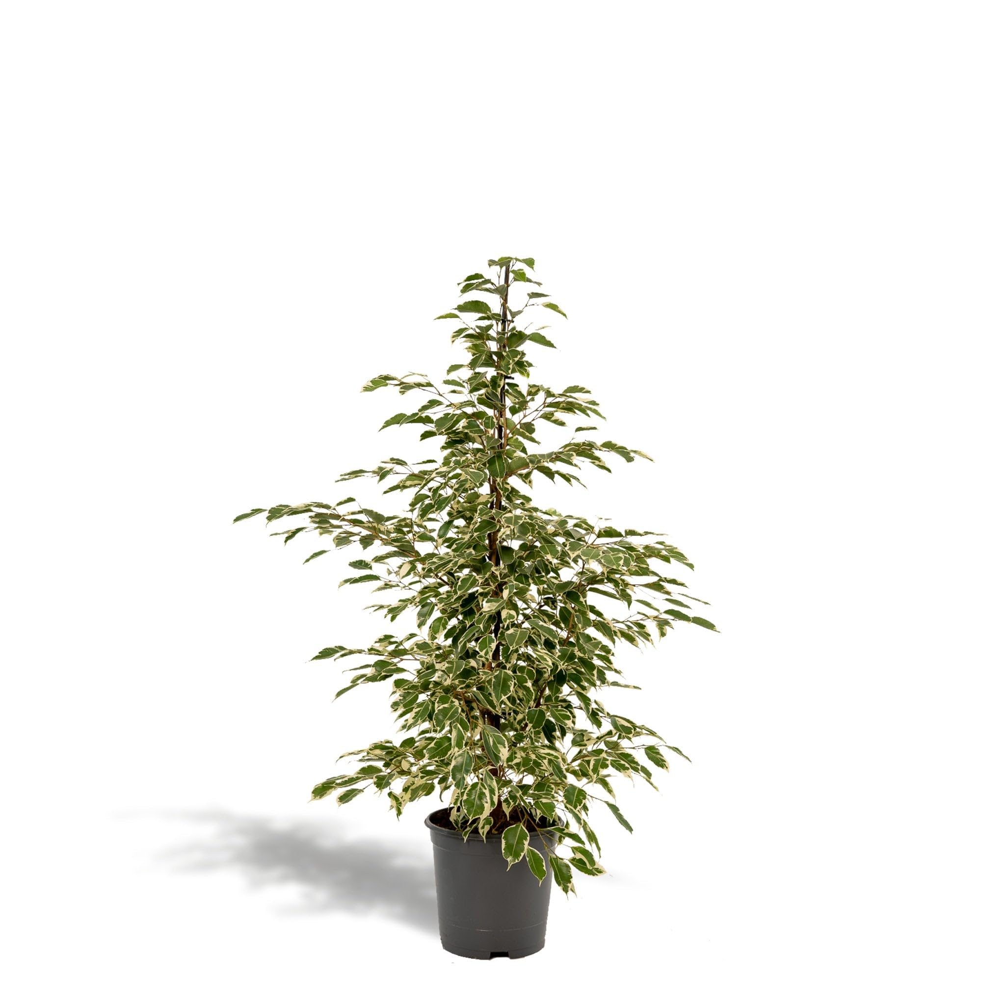 La Green Touch - Ficus benjamina Twilight h95cm - Plante d'intérieur - Pot 21cm, Hauteur 95 cm