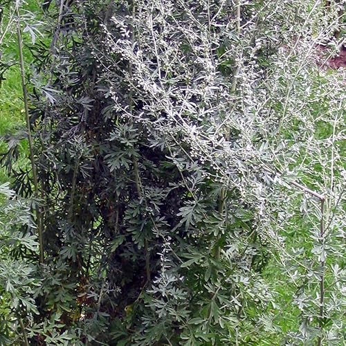 Wermut (Artemisia absinthium) - ca. 4000 Samen
