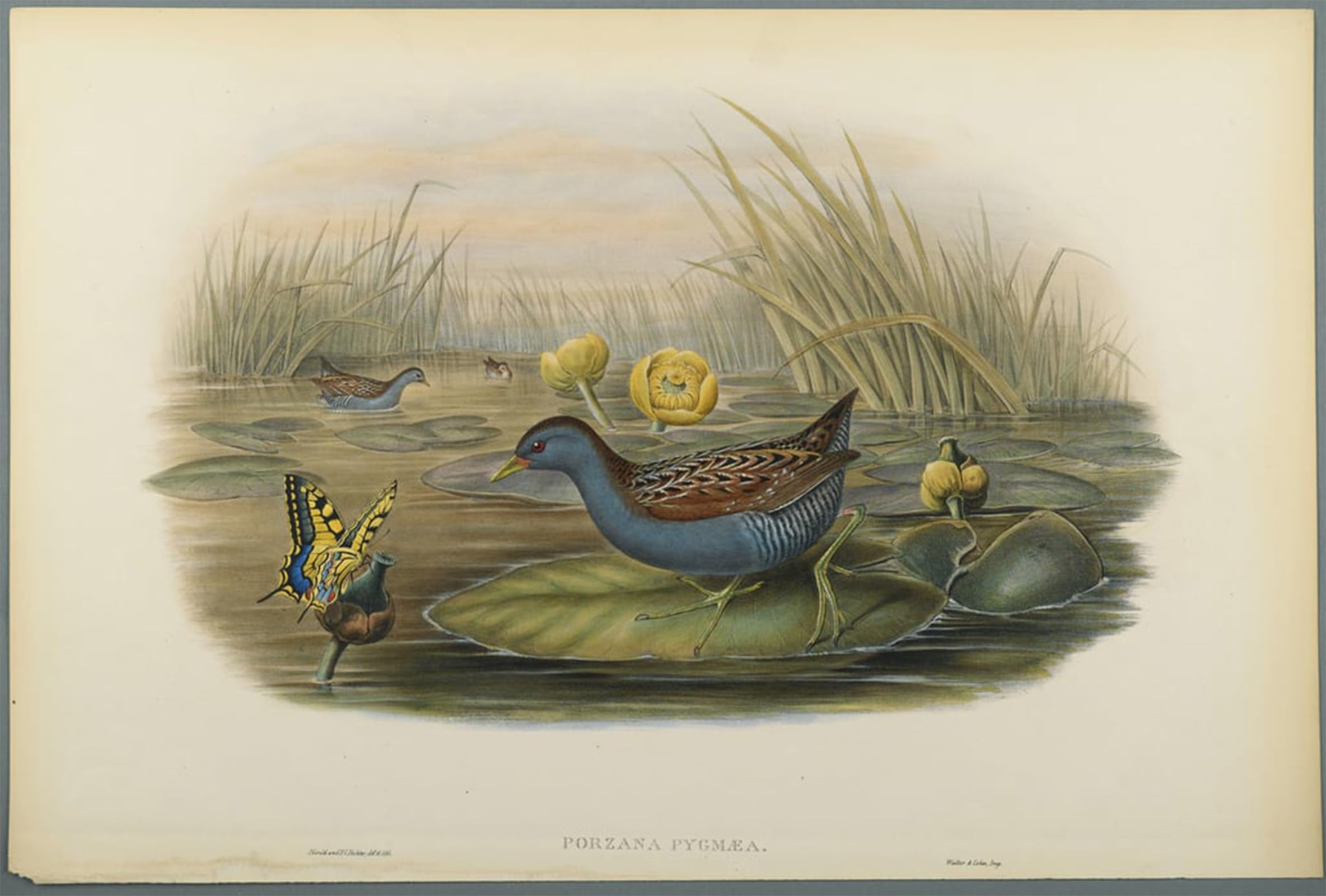 ARTXLXXBN Famous Painting Art Wall Decor Abstract Art Picture Animal Bird Porzana Pygmaea Baillons Crane by John Gould Animal Pictures for Home Decor 60x90cm