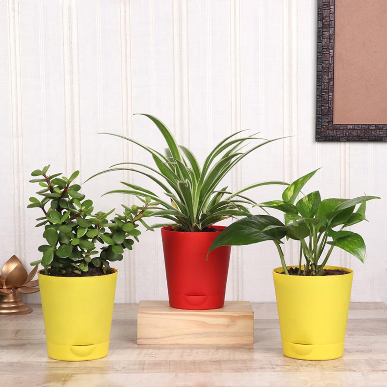 FlowerAura Air Purifying Set Of 3 Jade & Spider And Money Live Plant Indoor Plants Combo In Coloured Self-Draining Pots For Living Room, Table Decor, Balcony, Home And Office (Same Day Delivery) (B09P3ZWRQQ) Amazon Price History, Amazon Price Tracker