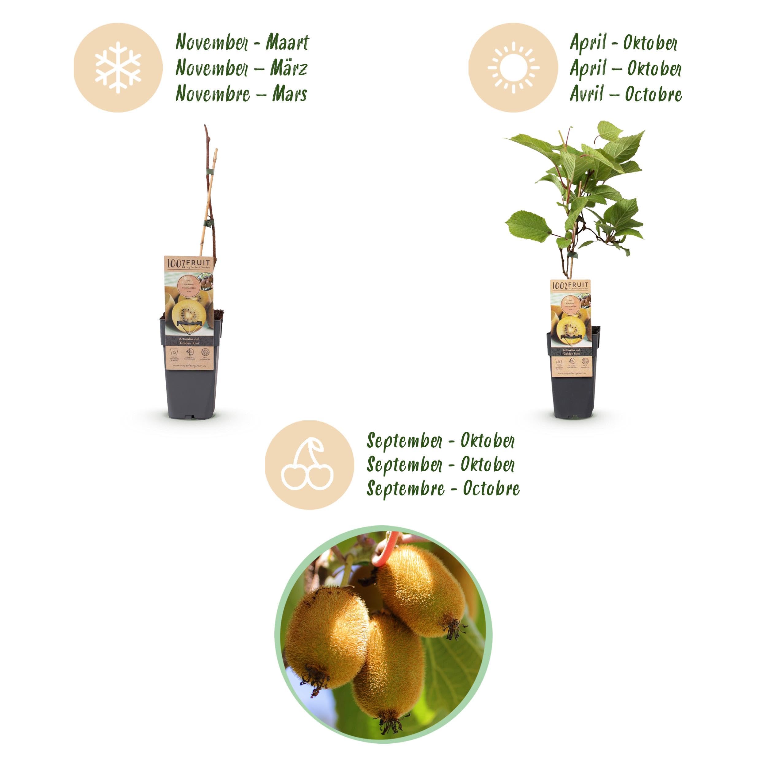 Actinidia Weiki & Golden Kiwi - Planta de Kiwi - 1 Macho - 3 Hembras - Plantas - Amarillo - 40-50cm - Ø15cm - Planta de jardín - Verduras y frutas