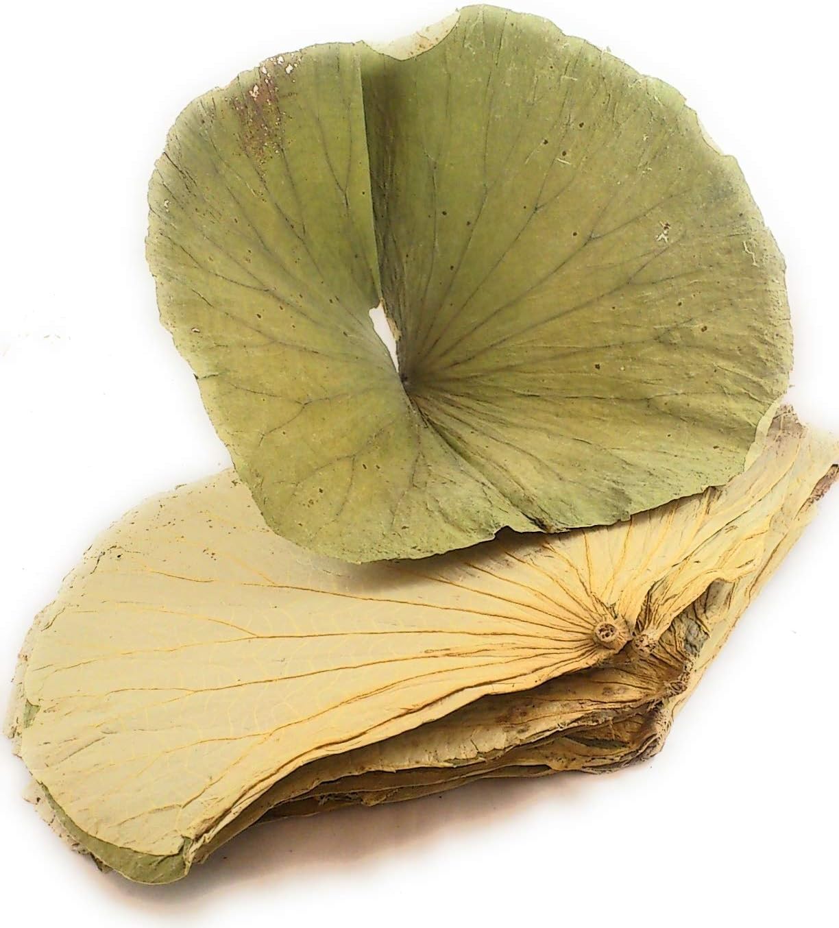 Dried Lotus Leaf 荷叶 16 oz