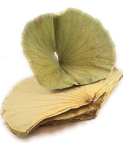 Hoja de loto seca 16 oz