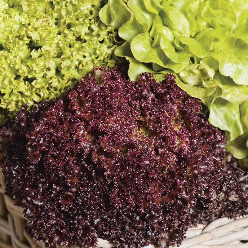 M-Tech Gardens Hybrid Lettuce " Headed Mixed " Exotic 20 Vegetable Seeds for Growing (B0D9WLWSXR) Amazon Price History, Amazon Price Tracker