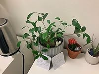 Review Image by Montana