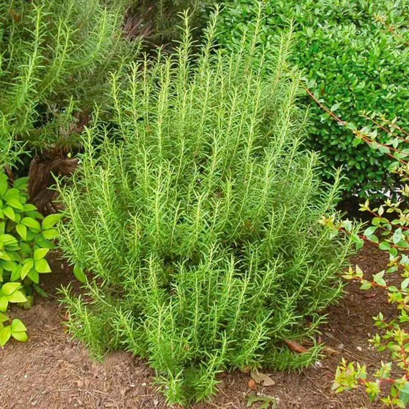 Miniatura 6 de Juego de 2 plantas de romero vivas en maceta de 4 pulgadas, plantas de hierbas de romero verticales, macetas y plantaciones de jardín