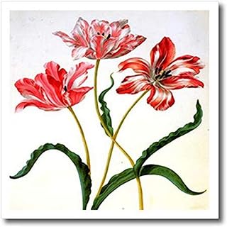 3D Rose Image of 1700S German Botanist Painting Red Flowers Iron On Heat Transfer, 8 x 8, White