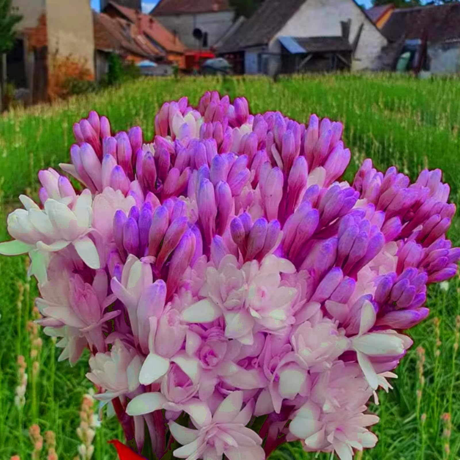 Radiant Tuberose Bulbs – Jumbo Fragrant Blooms for Holiday Displays – Easy-Grow Indoor Flowers, Perfect Decor-6 Bulbs-G