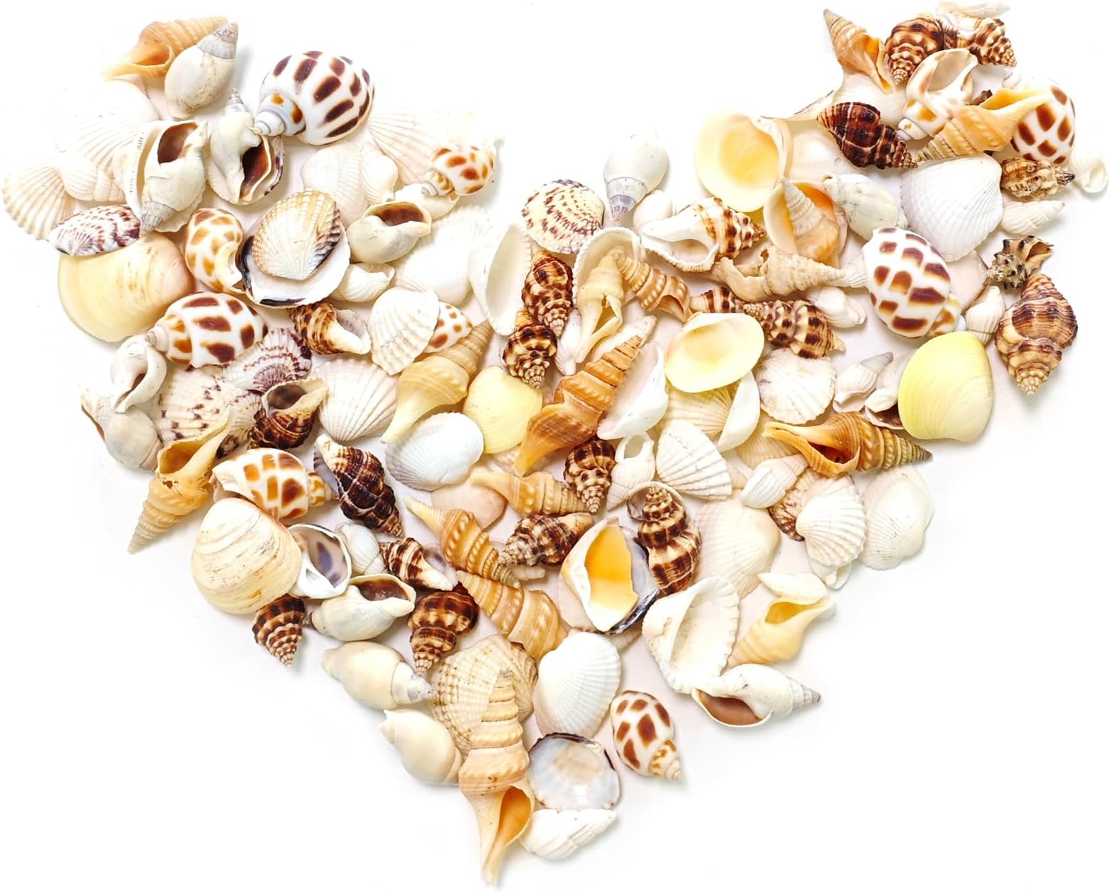 Small Sea Shells for Crafting, 9 Kinds of Seashells and Conch Shell, Over 150 Pieces Mixed Natural Shells for Creative Arts and Crafts Stuff, Beach Room Decor
