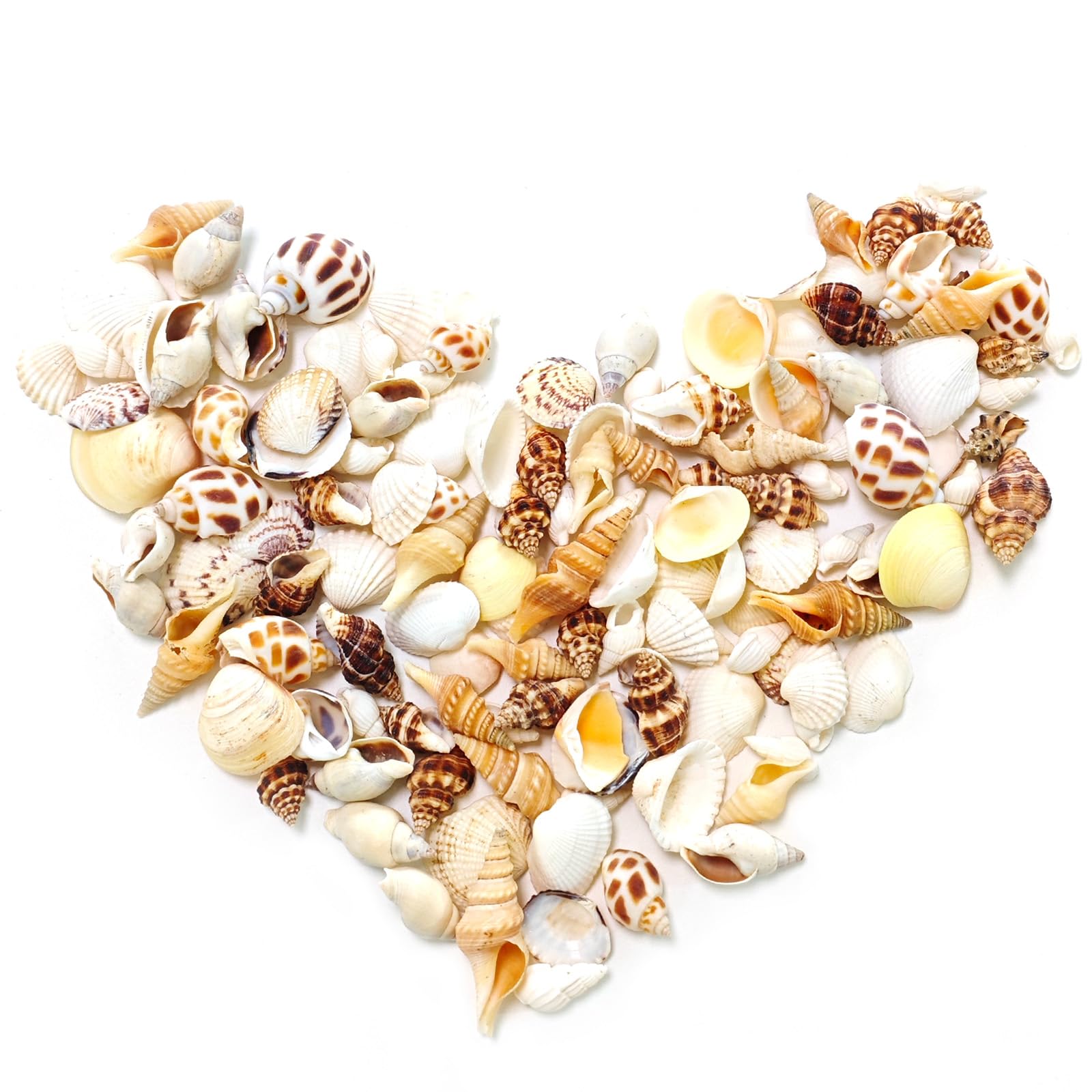 Small Sea Shells, 9 Kinds of Seashells and Conch Shell, Over 150 Pieces Mixed Natural Shells for Creative Arts and Crafts Stuff, Beach Room Decor