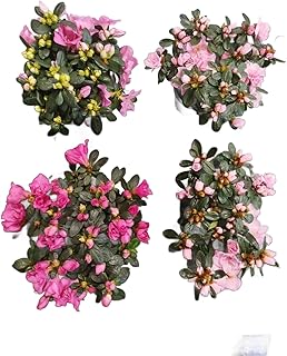 Azalea Rosa Pack 4 Plantas Naturales con Flores de Color Rosa