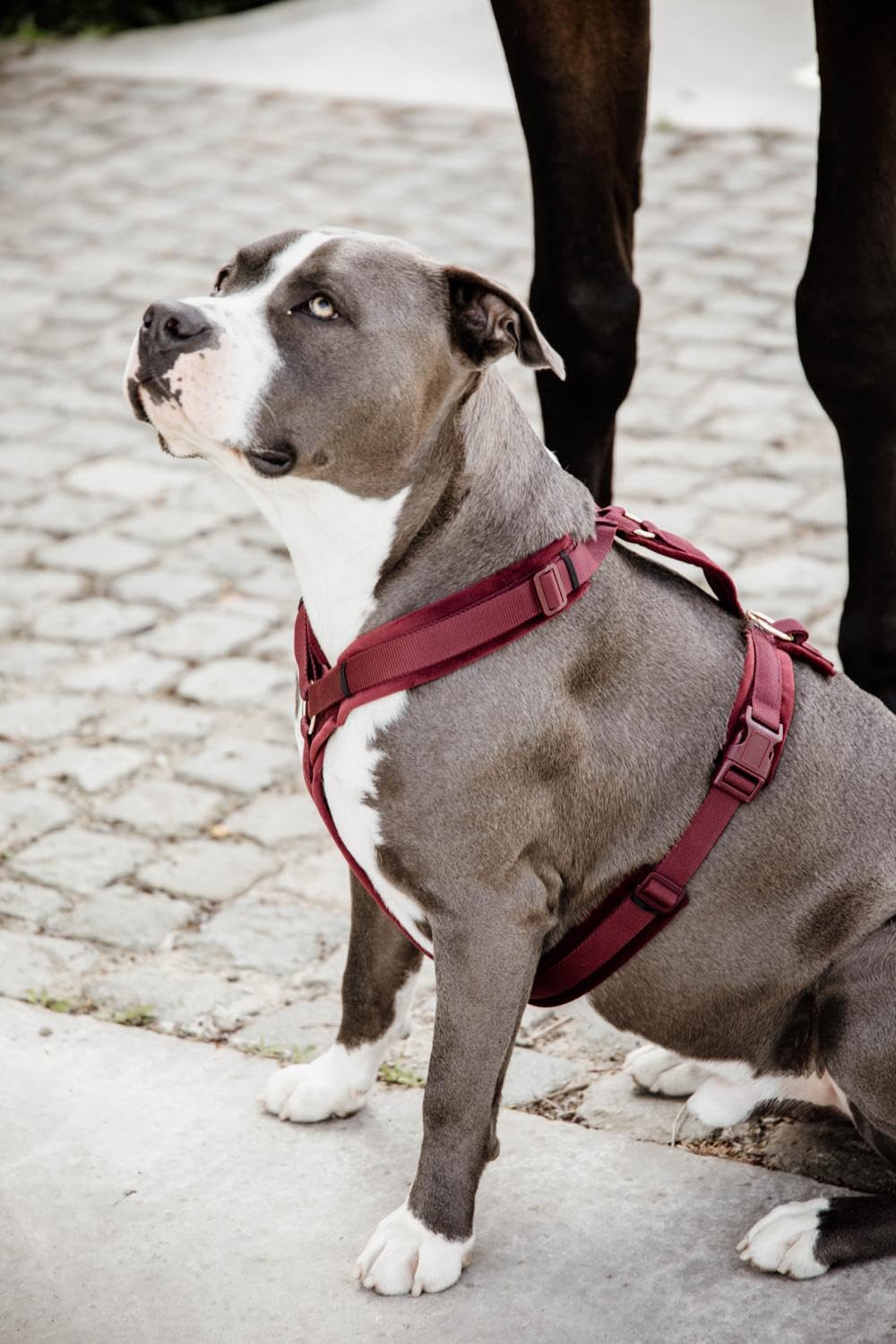 Arnés Activo para Perros Kentucky Velvet