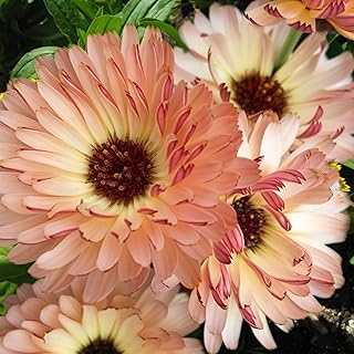 Homegrown Packet Calendula Seeds, 150 Seeds, Non GMO Calendula officinalis Flower (Packet 1)