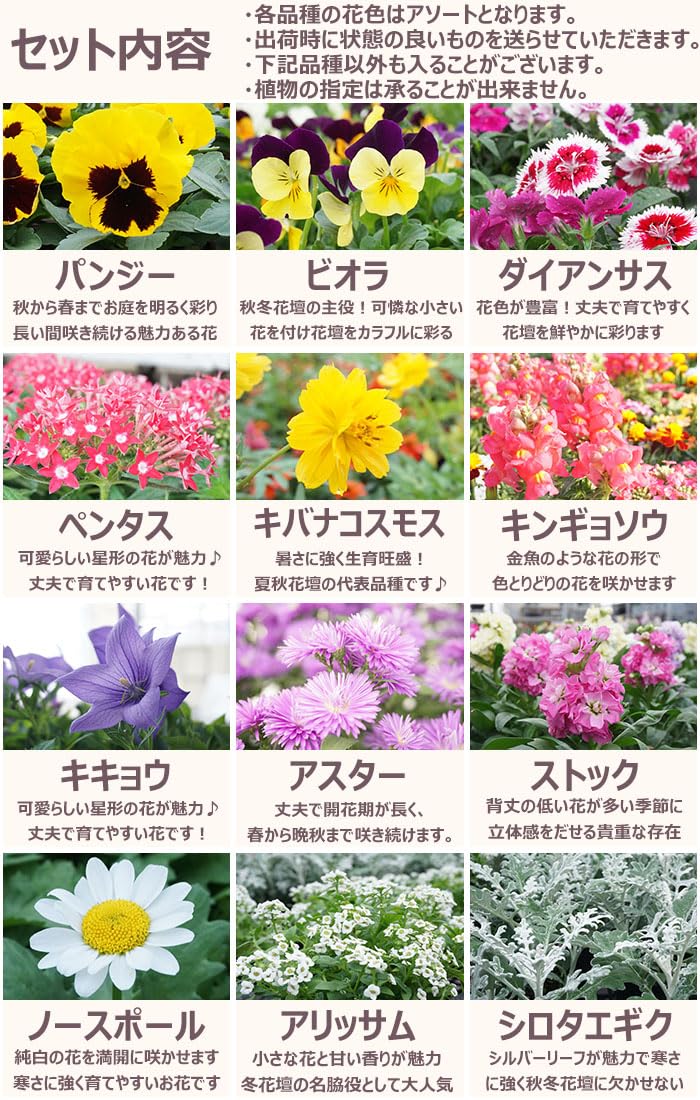 [3点まとめ売り] Amazon.co.jp: 花苗セット 秋冬のお花おまかせ9ポット