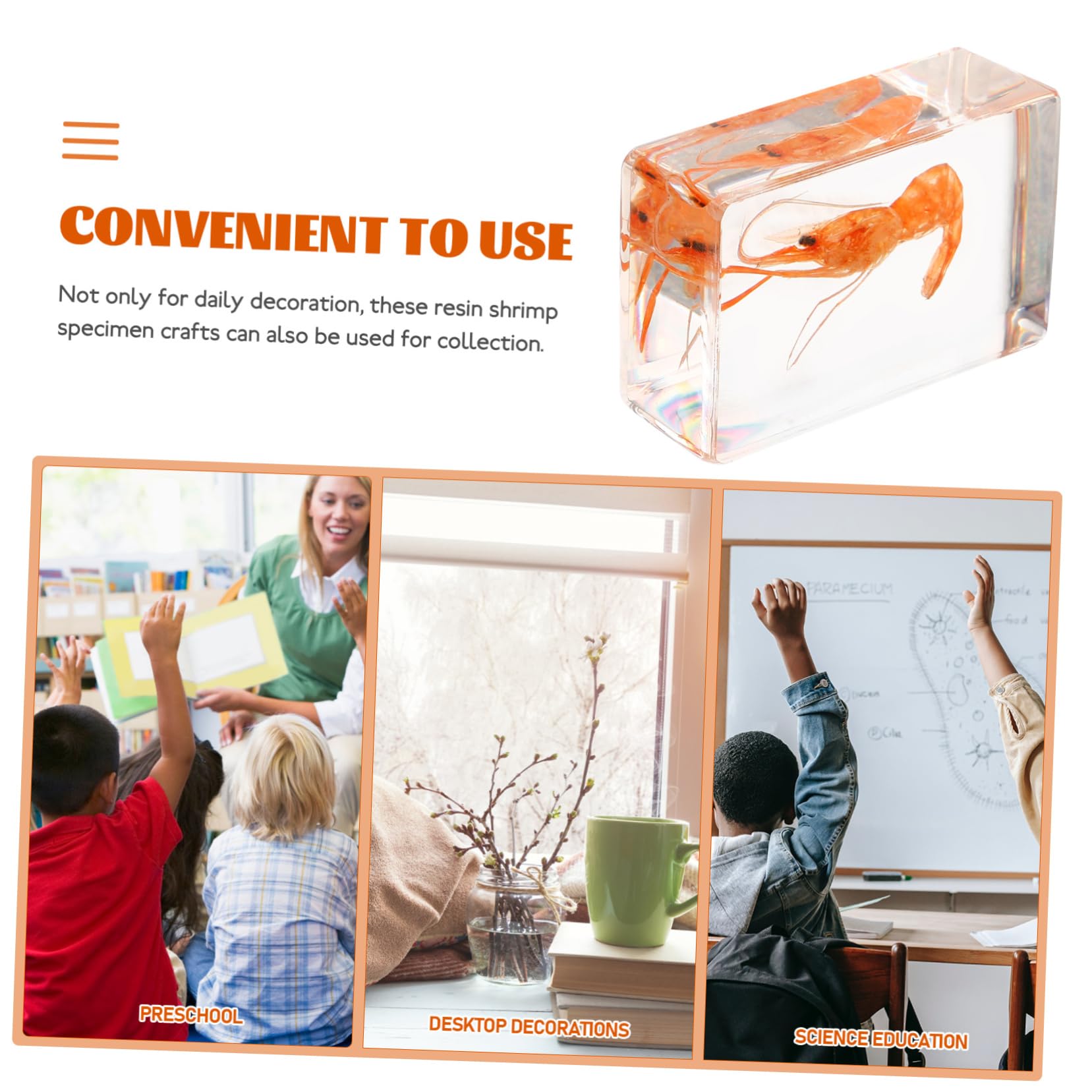 BUGUUYO 2pcs Resin Collection Resin Shrimp Specimen Decor Resin Shrimp Specimen Resin Crafts Resin