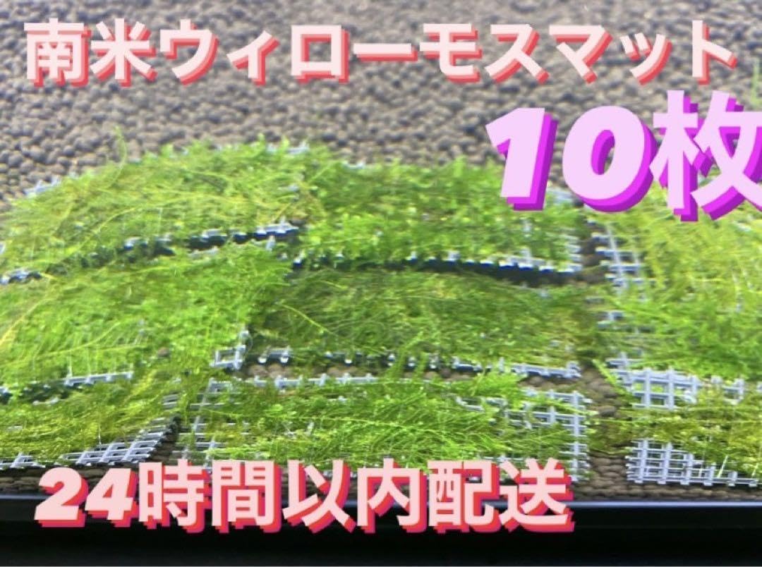 Amazon.co.jp: 南米ウィローモスマット10枚セット 6cm×4cm 無農薬 