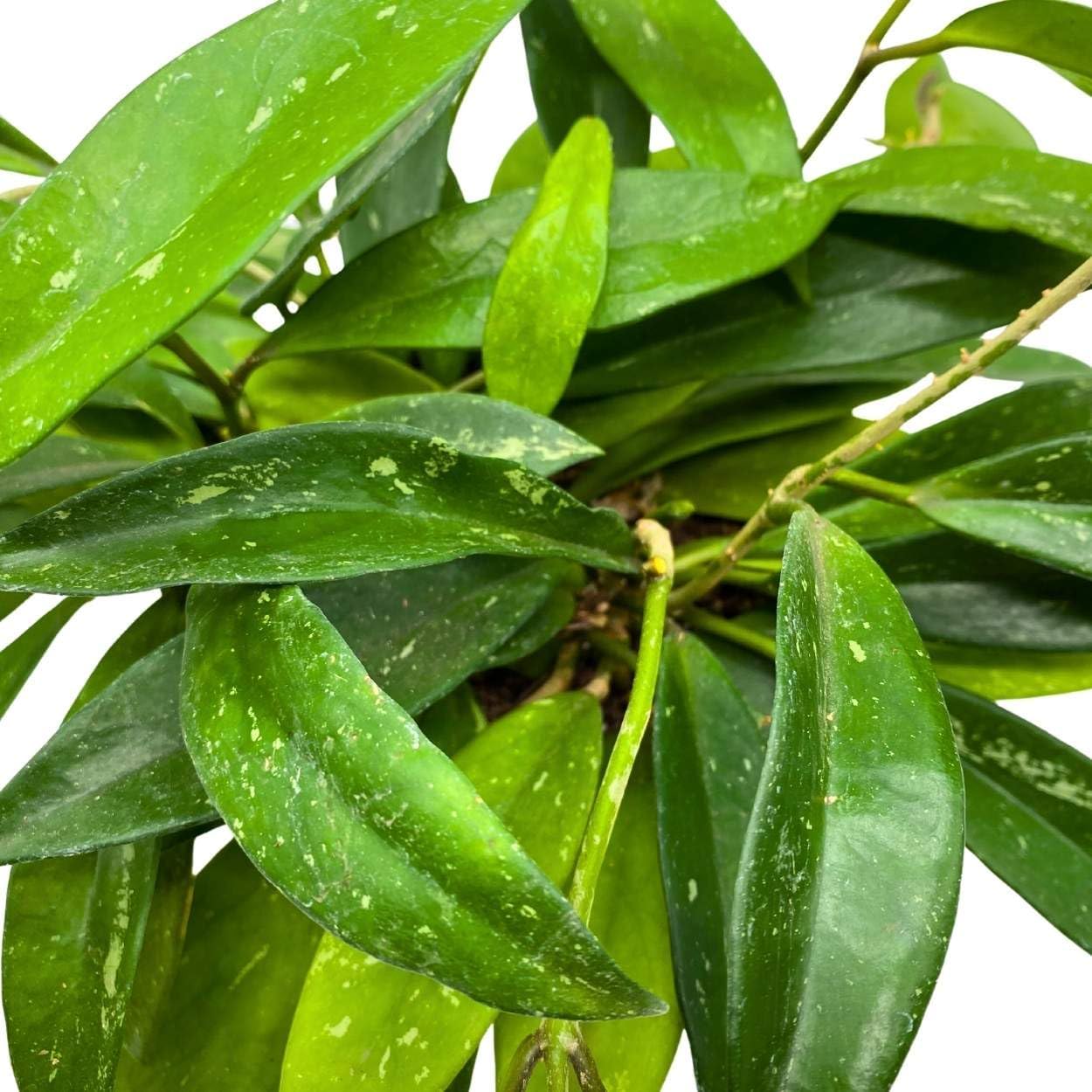BubbleBlooms Hoya Pubicalyx in a 6 inch Pot Silver Speckled Splash