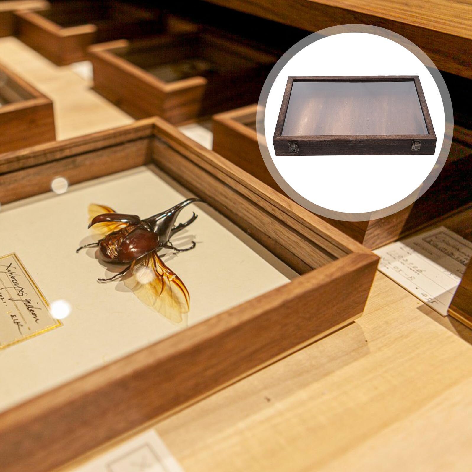 Holz Präparations Showbox mit Transparenter Abdeckung, Braun | Rechteckige Vitrine für Schmetterlinge und Pflanzen, Große Kapazität, Schützt Mehrere Exemplare