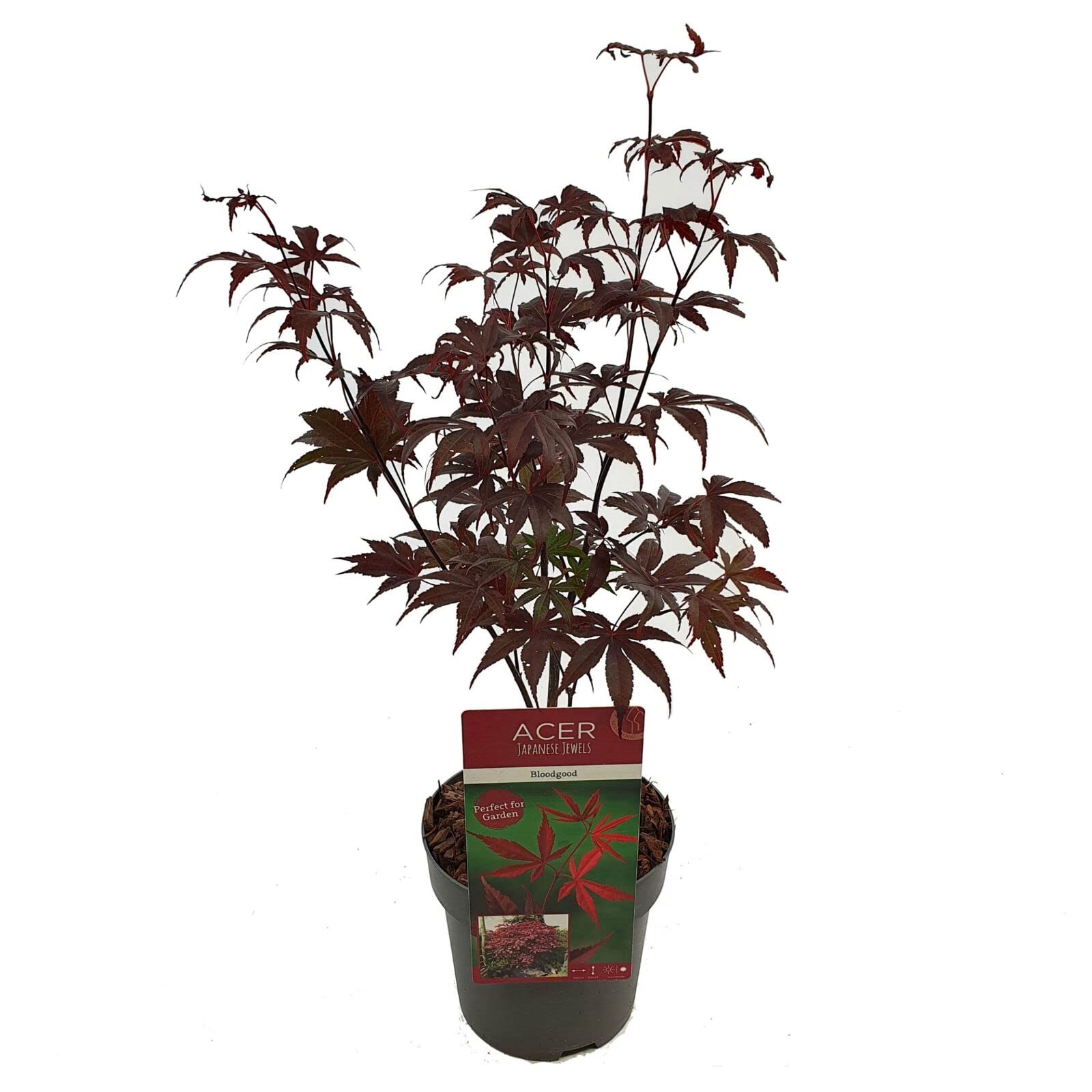 Acero rosso giapponese "Acero palmatum Bloodgood" pianta innestata in vaso 2 litri Vivaio di Castelletto