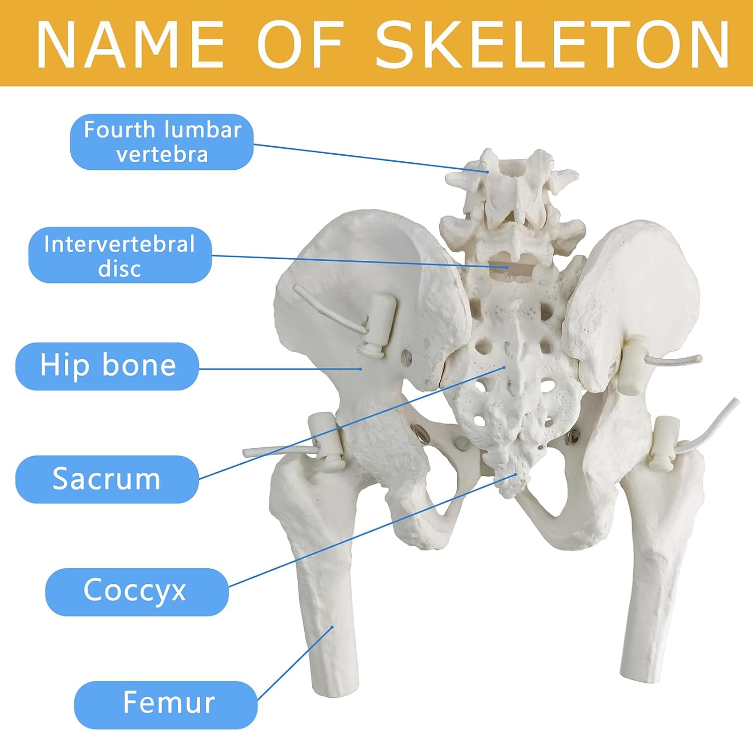 NEW HORIZON Female Pelvis Skeleton On Elastic with Movable Femur Heads, Mini Size, Educational Tool for Midwife, Nursing School Student