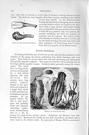 TERRIER ROCELLARIA DE PHOLAS DE MOLLUSQUES DE L'HISTOIRE NATURELLE 1896
