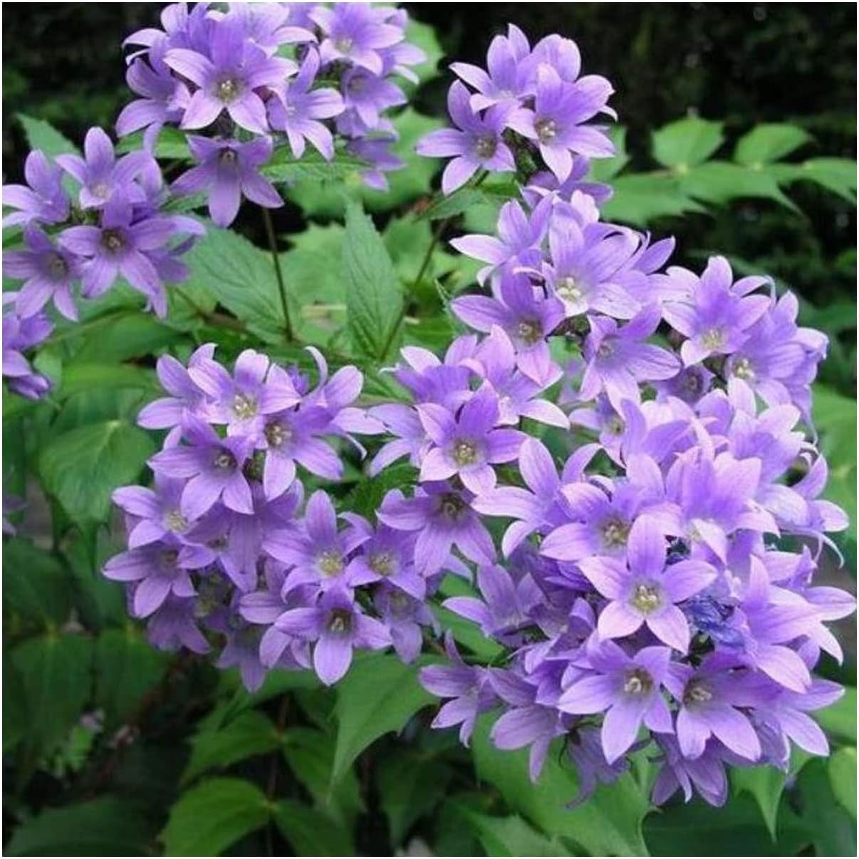 Potted Campanula Prichards Variety (Milky Bellflower) Violet-Blue Summer Flowering Hardy Garden Perennial Plant : - by GARTHWAITE NURSERIES® : - UK Stockist