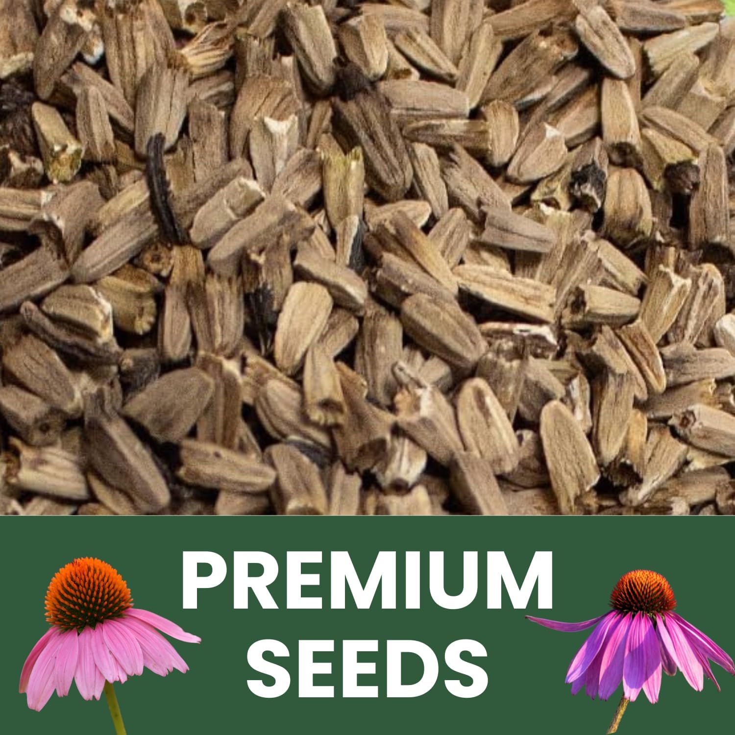 Purple Coneflower – 28,000 Seeds for Planting – 2026 Season – 4 Ounce Pouch