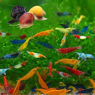 Swimming Creatures Freshwater Aquarium Shrimp Pack: 20 Mixed Shrimp + 1 Mystery Snail for Vibrant Tanks