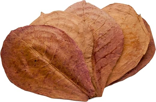 20 Premium Indian Dried Almond (Badam) Leaves for Aquarium Decorations, Superb to be Health Better, Success Full Breeding ...