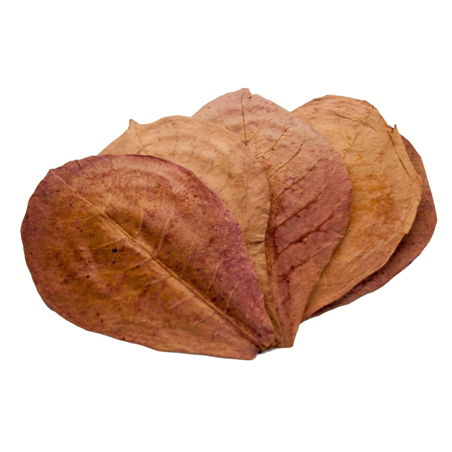 20 Premium Indian Dried Almond (Badam) Leaves for Aquarium Decorations, Superb to be Health Better, Success Full Breeding ... - Review, Price and Buying Guide