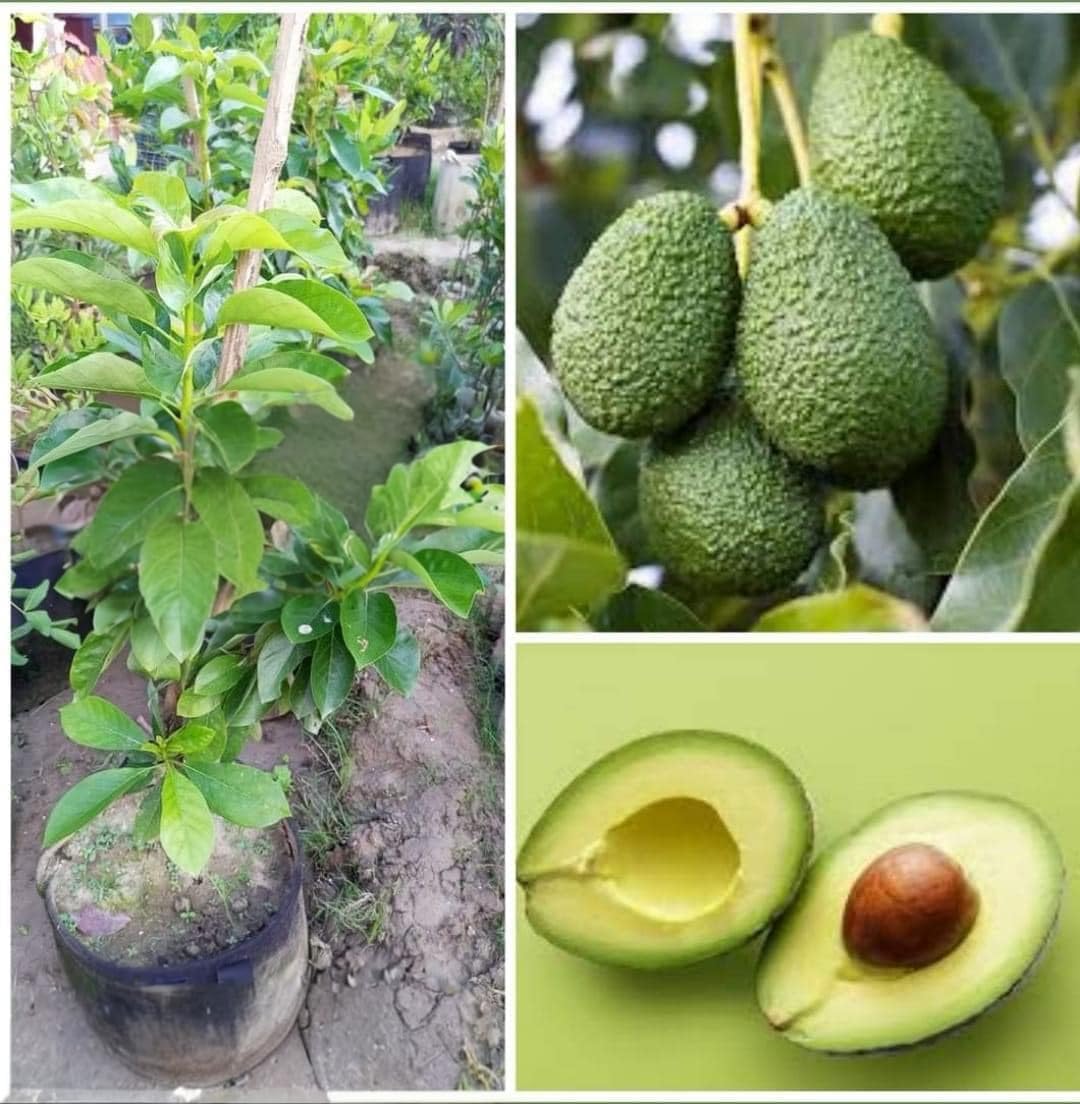 【avocado先生】 Avocado Plant with Green Leaves | 45 cm Tall |Special Black Hass