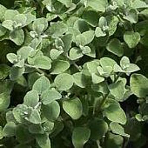 Licorice Scented Herb Plants