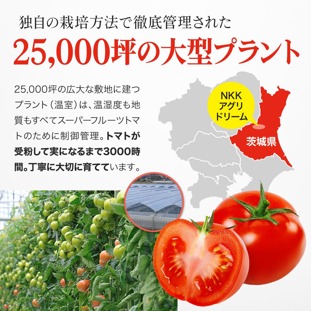 Amazon.co.jp: 【糖度9度以上】 完熟 高糖度 トマト フルーツトマト