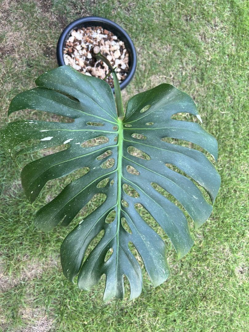 gaoqiao モンステラ14 斑入　マクロコズム　デリシオーサ　葉付き モンステラデリシオーサマクロコズム( Monstera Deliciosa