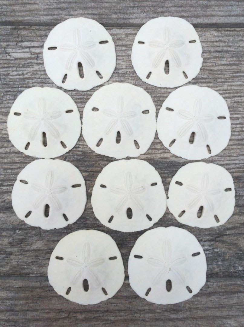 Sand Dollar | Real Sand Dollars 3"-3 1/2" (Set of 10) | Sand Dollar Shells | Plus Free Nautical eBook by Joseph Rains