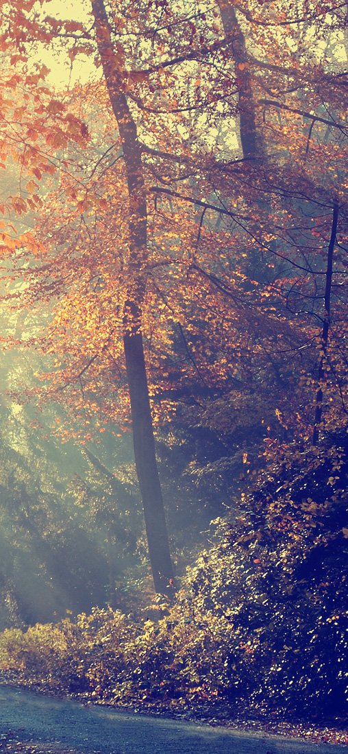 PeelitStickit Autumn Park Nature Wallpaper, Wall Mural ID-005, vinyl