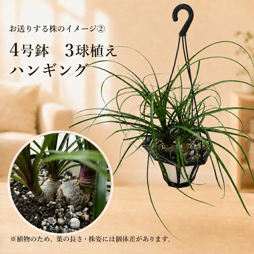 Amazon｜トックリラン（ノリナ）4号鉢 3球植え ハンギング 観葉植物